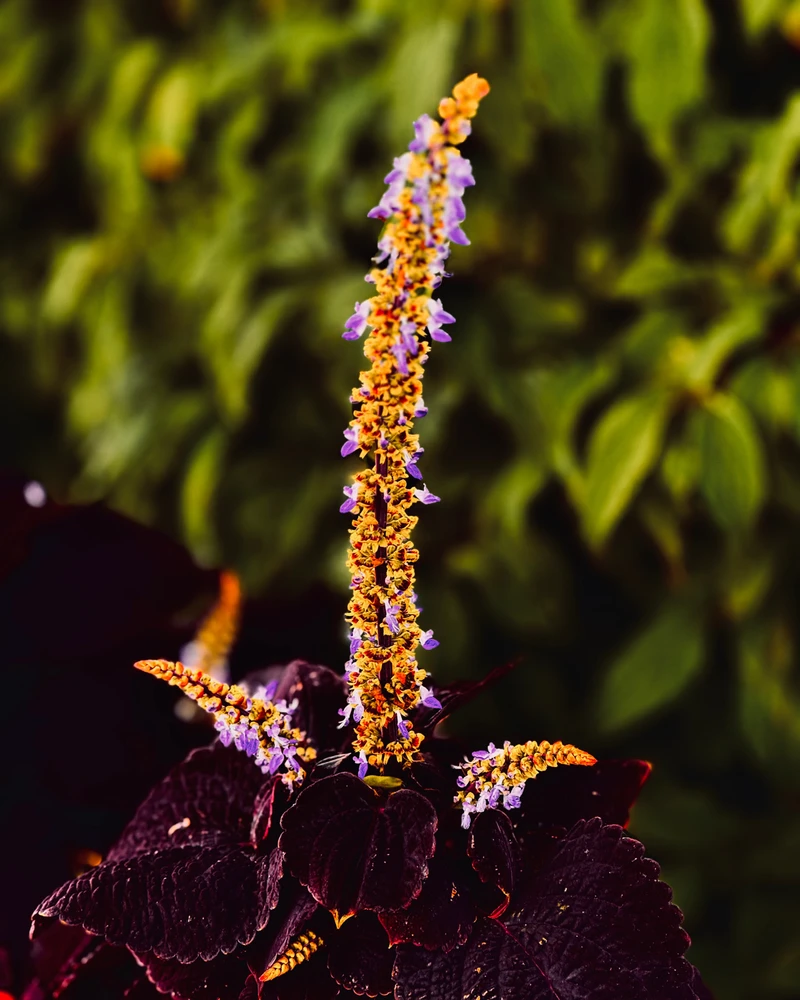 Just some cool flowers!