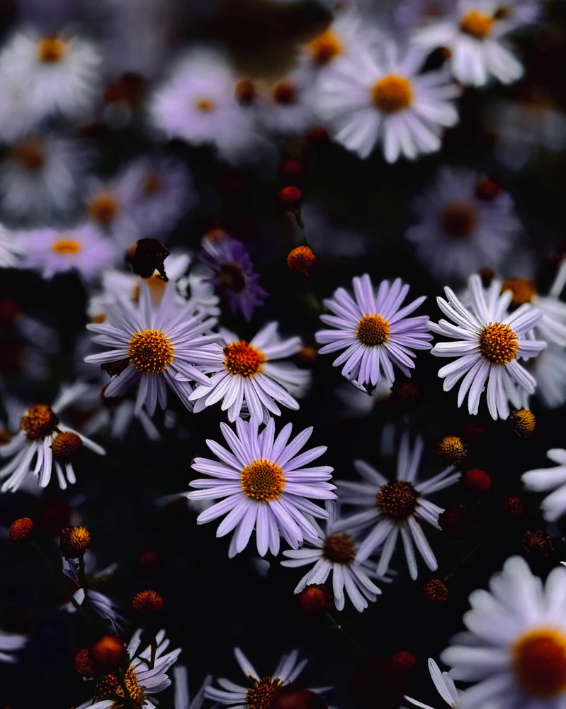 Those should definitely be daisies! (Still not sure)