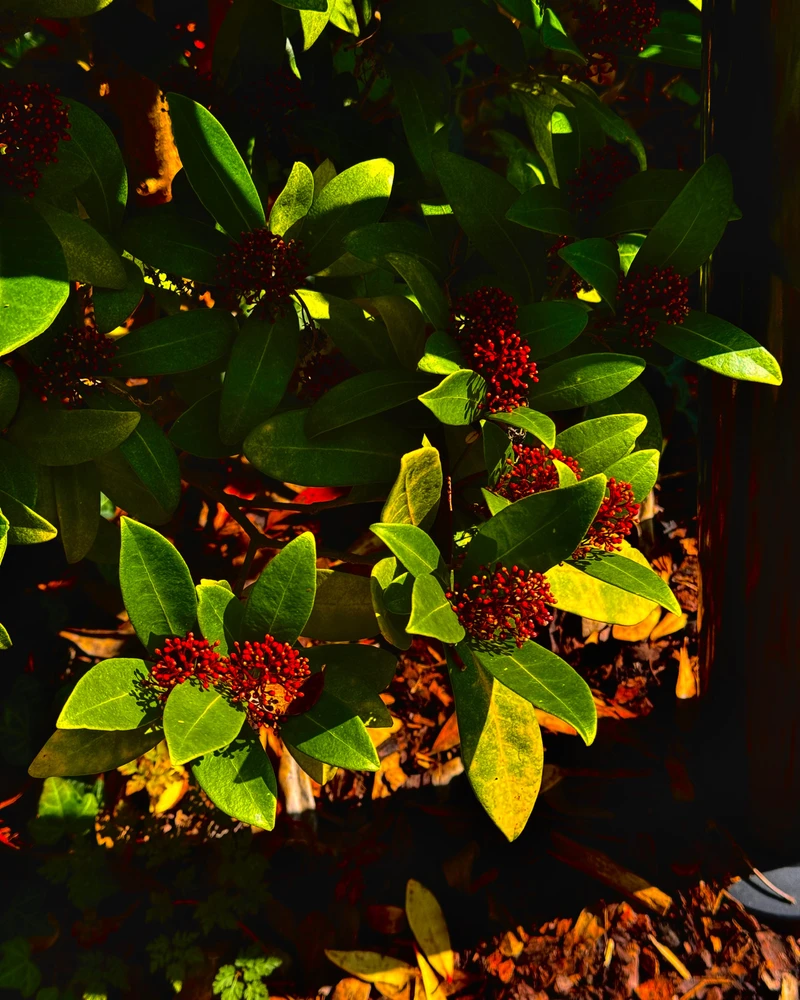 Just a beautiful bush!