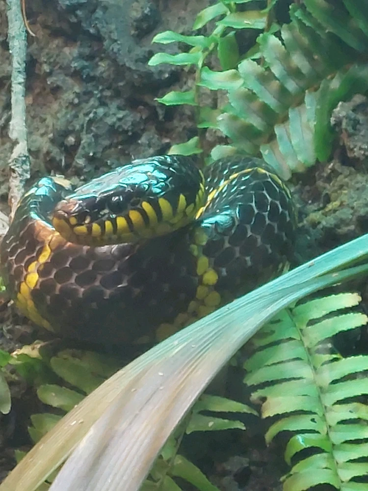 Beautiful looking 🥰