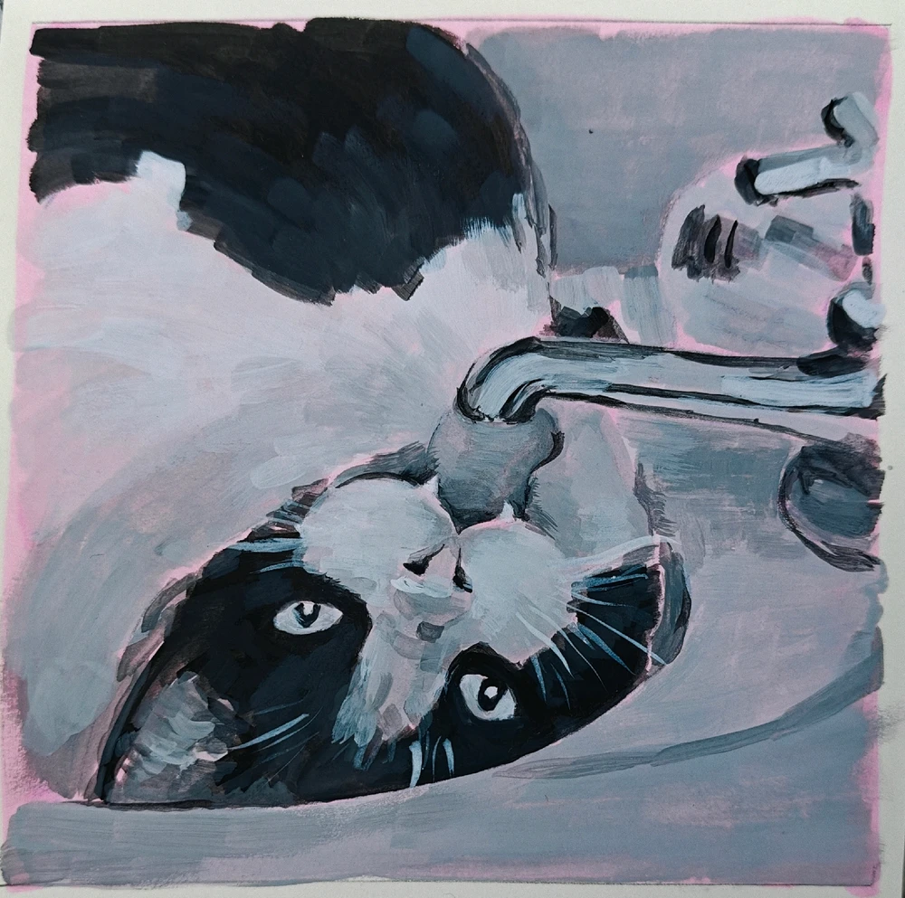 Another day another cat