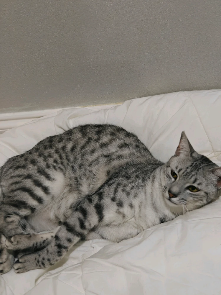 GIF uploaded by Dillan