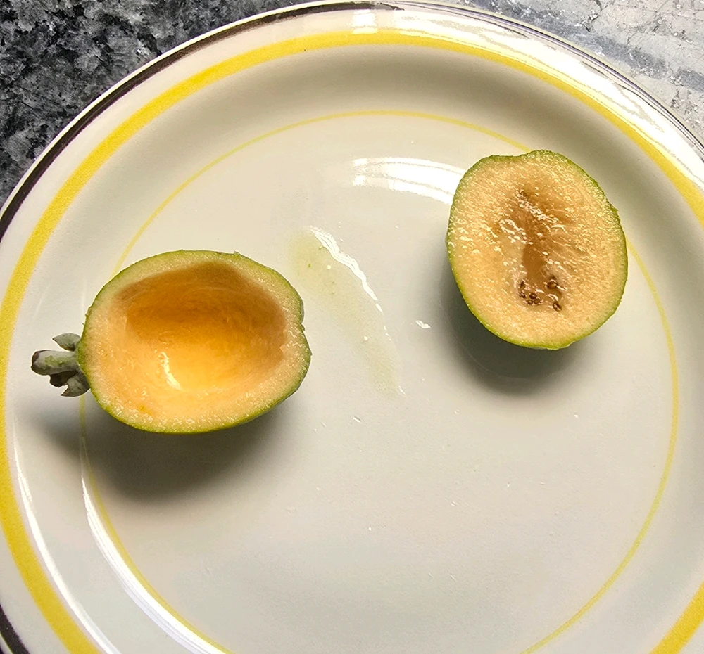 Found this fruit on our bushes