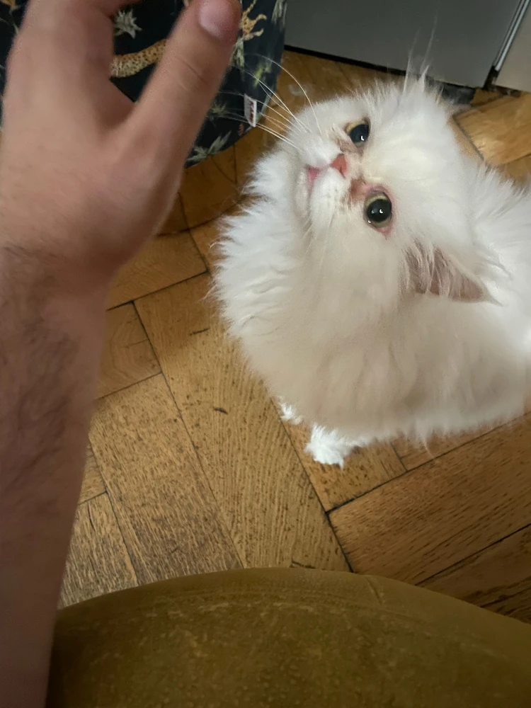 GIF hochgeladen von Adam