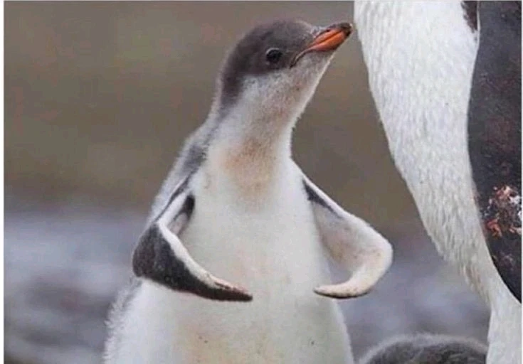 GIF hochgeladen von Can