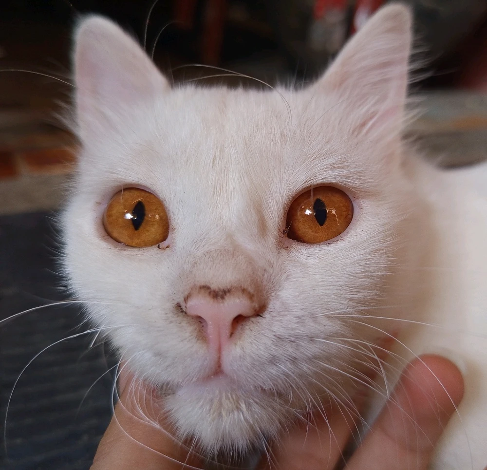 GIF رفعها Hanin