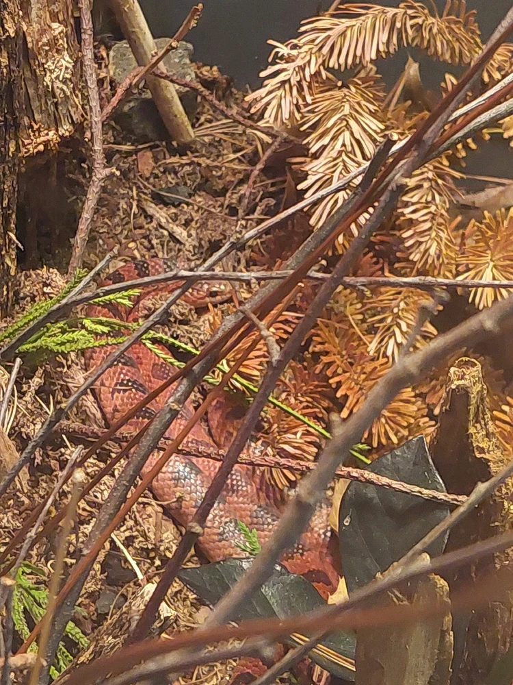 Scary how well it blends in 😰