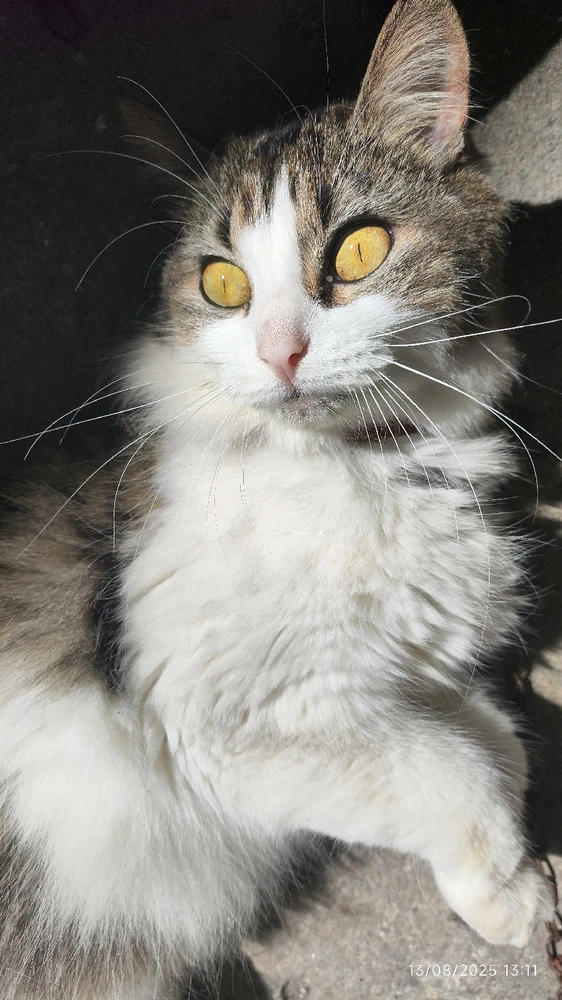 Imagem enviada por Nice (offline do app)