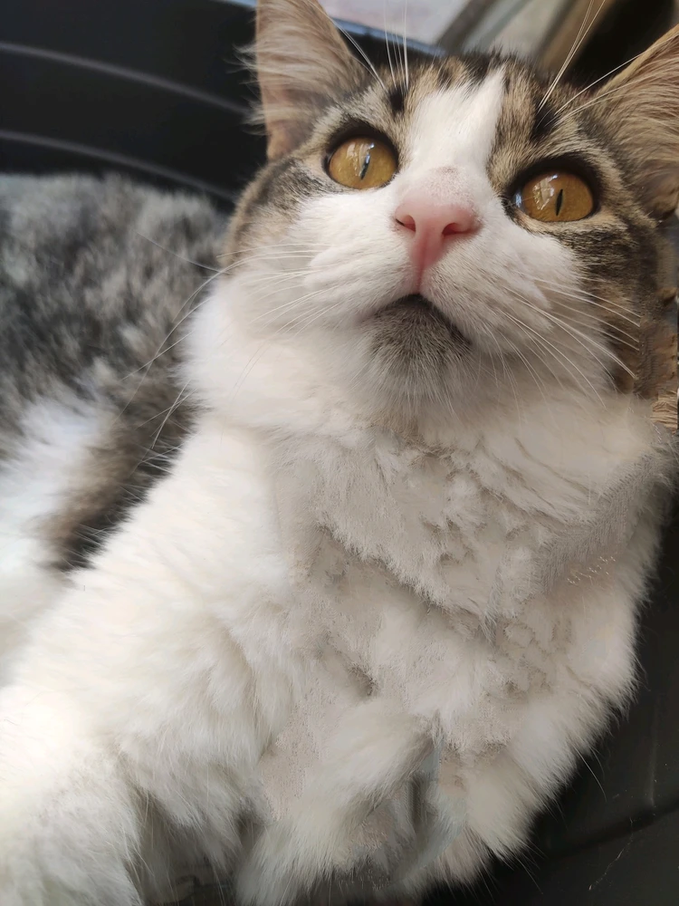 Imagem enviada por Nice (offline do app)