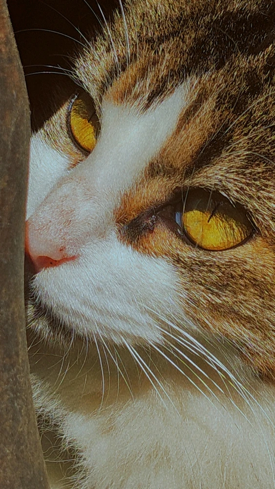 Imagem enviada por Nice (offline do app)