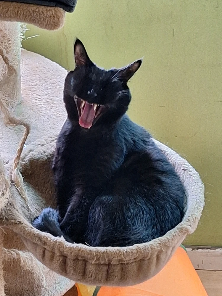 Image uploaded by Anthony