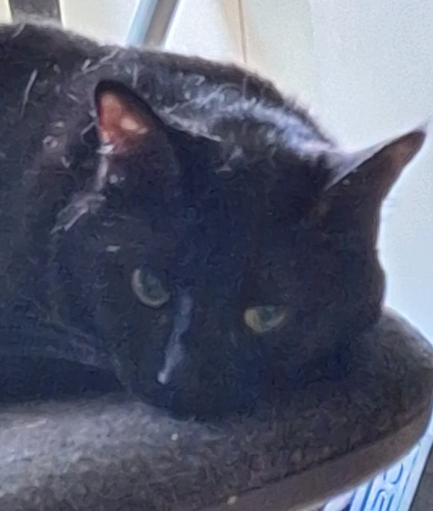 Image uploaded by Anthony