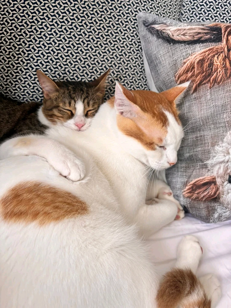 GIF uploaded by Daiz