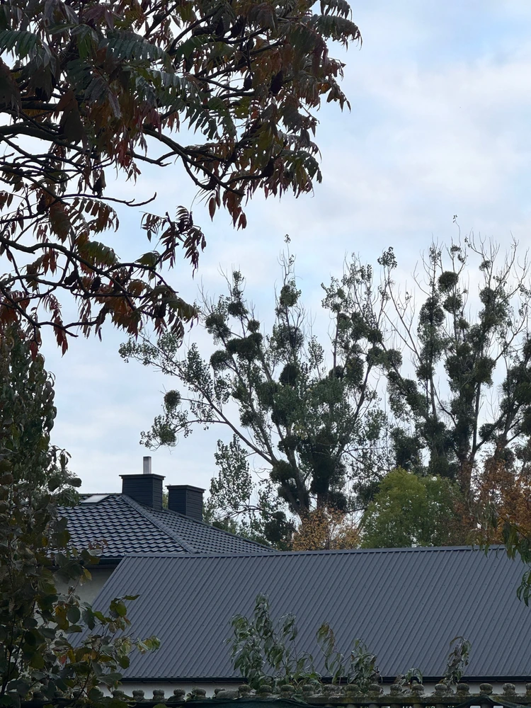 Zdjęcie dodane przez Hiacynt