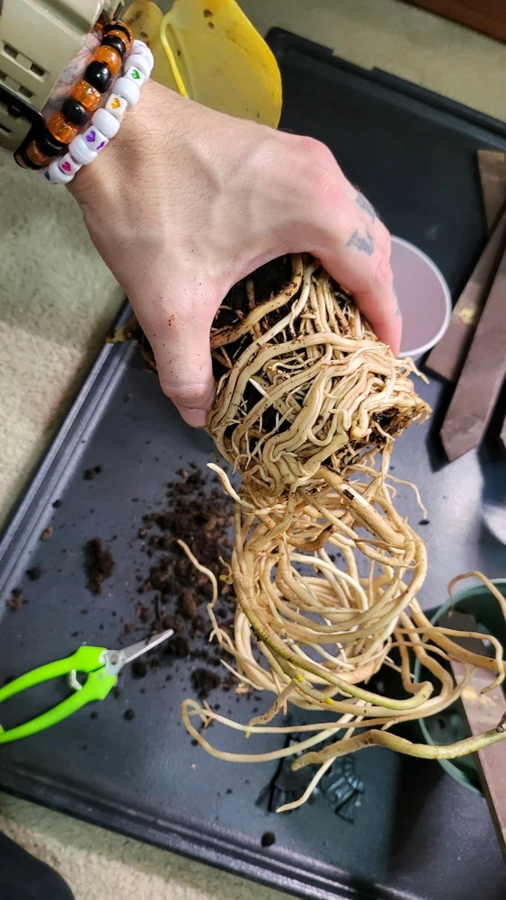 Image uploaded by 𝑺𝑨𝑴𝑯𝑨𝑰𝑵