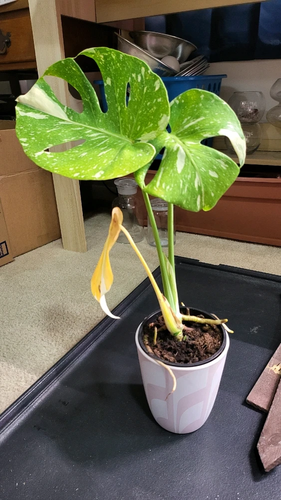 Image uploaded by 𝑺𝑨𝑴𝑯𝑨𝑰𝑵