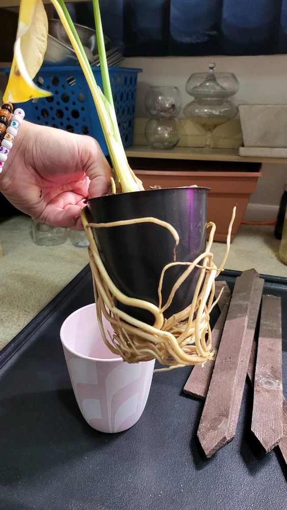 Image uploaded by 𝑺𝑨𝑴𝑯𝑨𝑰𝑵