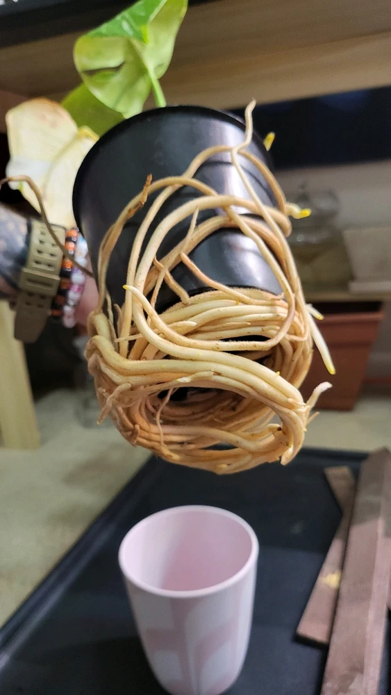 Image uploaded by 𝑺𝑨𝑴𝑯𝑨𝑰𝑵