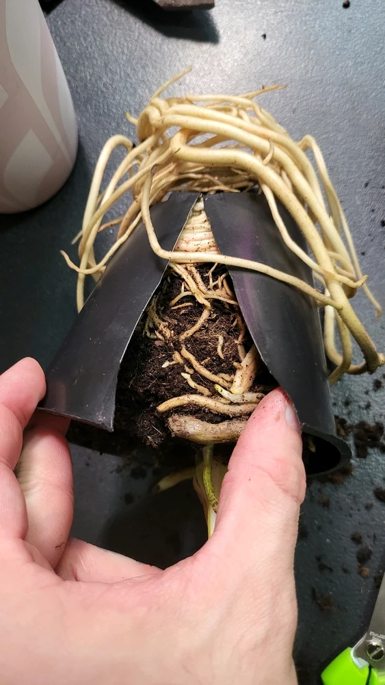 Image uploaded by 𝑺𝑨𝑴𝑯𝑨𝑰𝑵