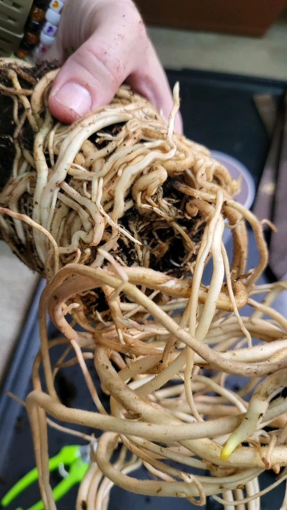 Image uploaded by 𝑺𝑨𝑴𝑯𝑨𝑰𝑵