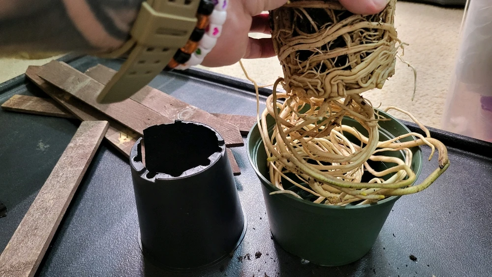 Image uploaded by 𝑺𝑨𝑴𝑯𝑨𝑰𝑵