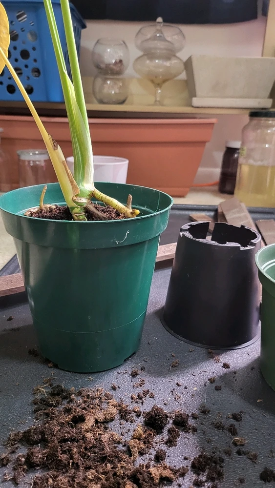 Image uploaded by 𝑺𝑨𝑴𝑯𝑨𝑰𝑵