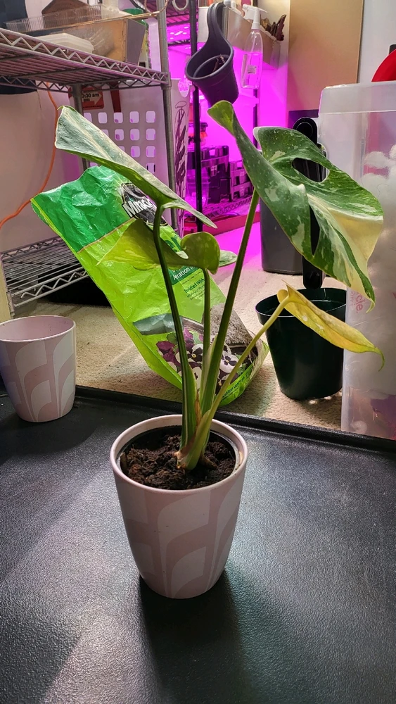 Image uploaded by 𝑺𝑨𝑴𝑯𝑨𝑰𝑵