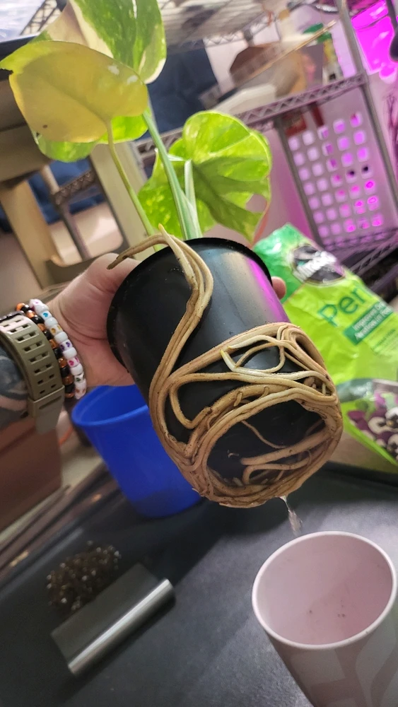 Image uploaded by 𝑺𝑨𝑴𝑯𝑨𝑰𝑵