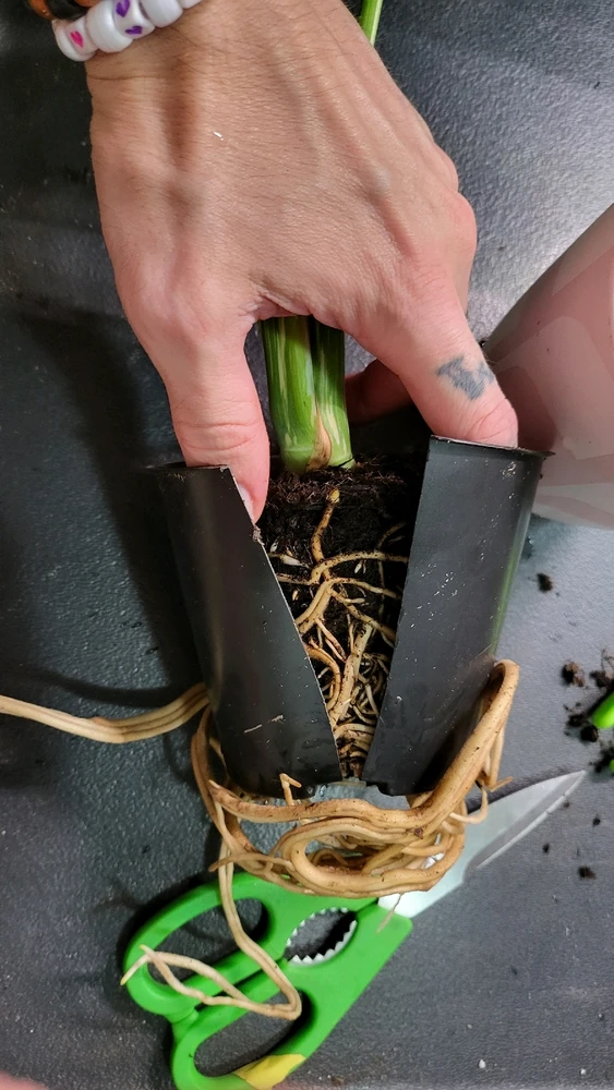 Image uploaded by 𝑺𝑨𝑴𝑯𝑨𝑰𝑵