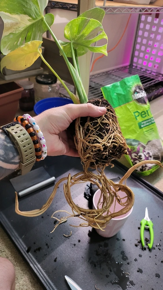 Image uploaded by 𝑺𝑨𝑴𝑯𝑨𝑰𝑵