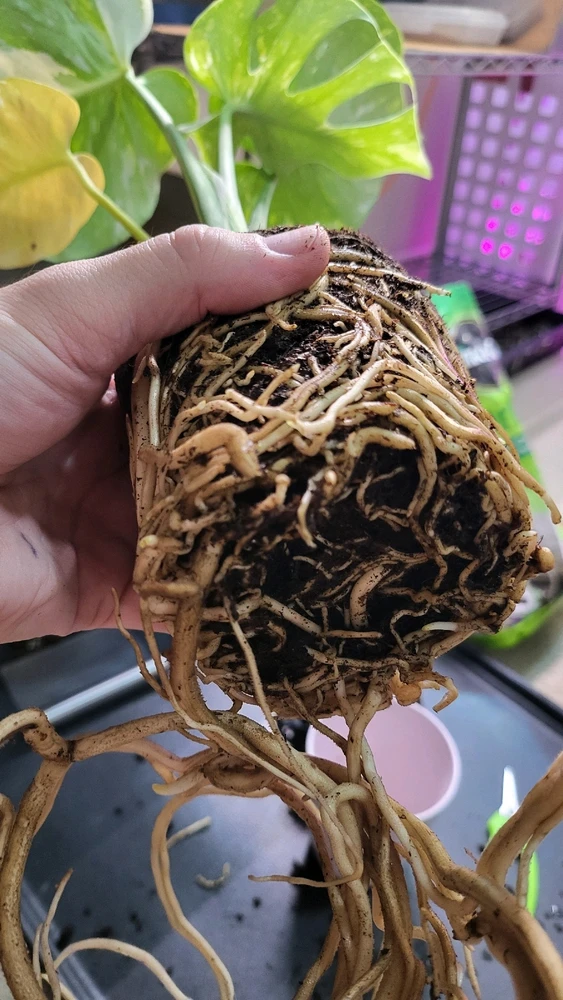 Image uploaded by 𝑺𝑨𝑴𝑯𝑨𝑰𝑵