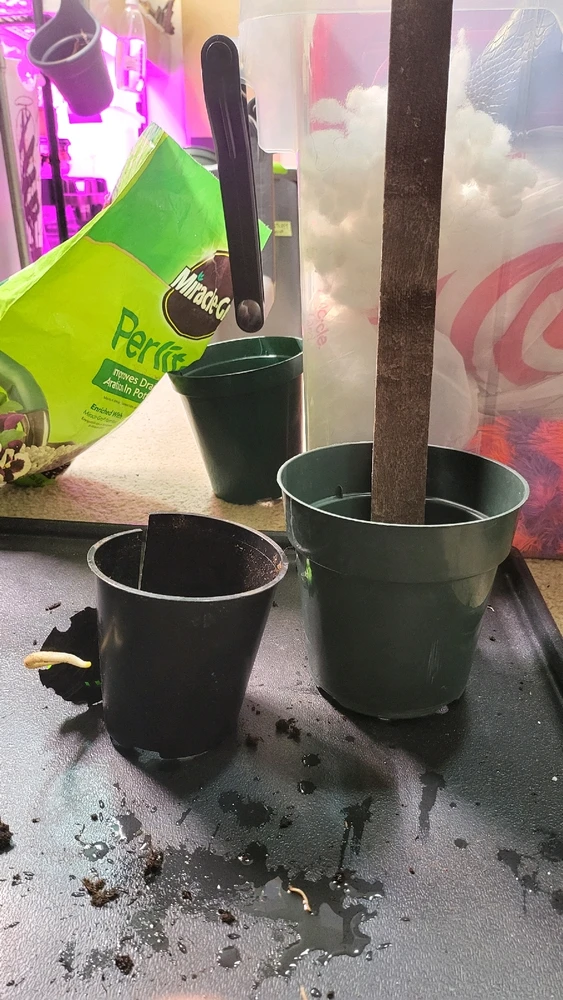 Image uploaded by 𝑺𝑨𝑴𝑯𝑨𝑰𝑵