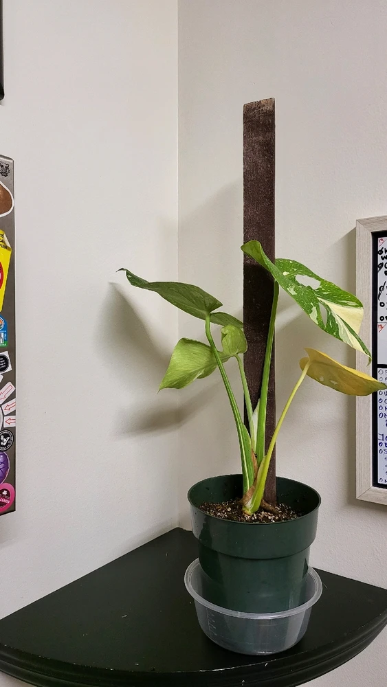 Image uploaded by 𝑺𝑨𝑴𝑯𝑨𝑰𝑵