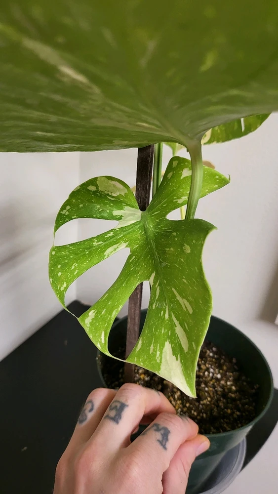 Image uploaded by 𝑺𝑨𝑴𝑯𝑨𝑰𝑵