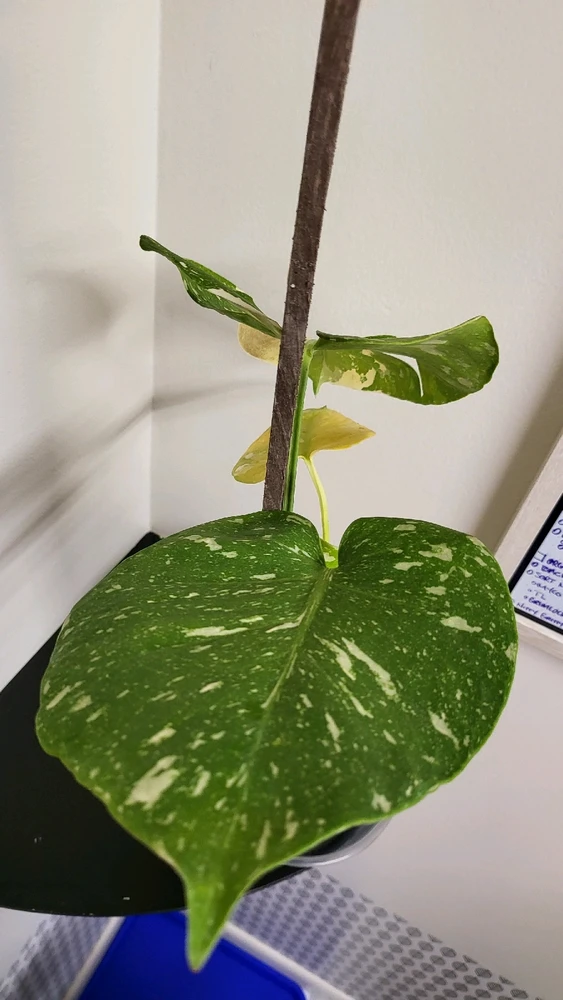 Image uploaded by 𝑺𝑨𝑴𝑯𝑨𝑰𝑵