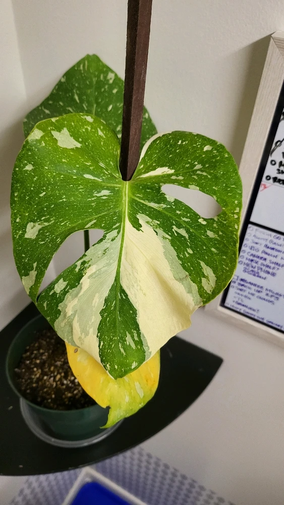 Image uploaded by 𝑺𝑨𝑴𝑯𝑨𝑰𝑵