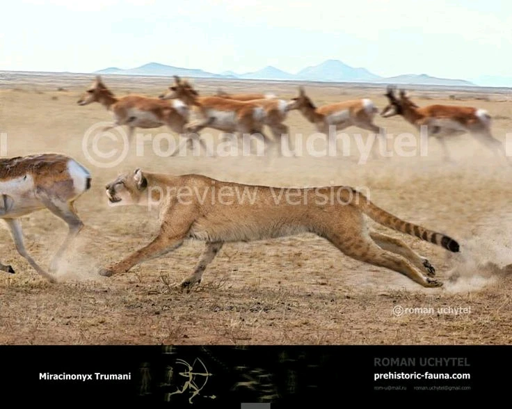 El guepardo americano