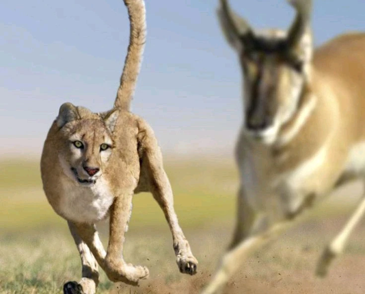 El guepardo americano