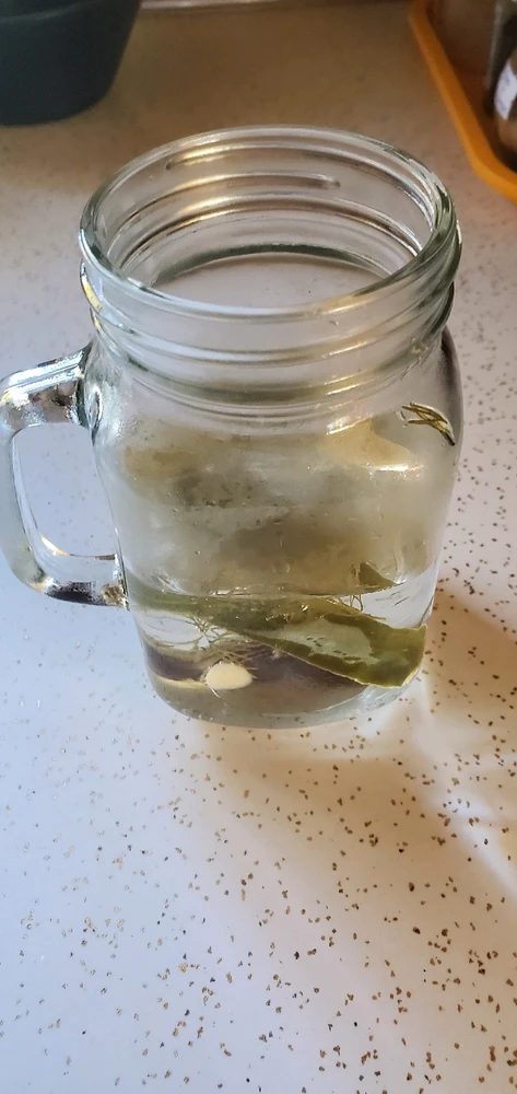 Dill pickle tea. 🥒🍵