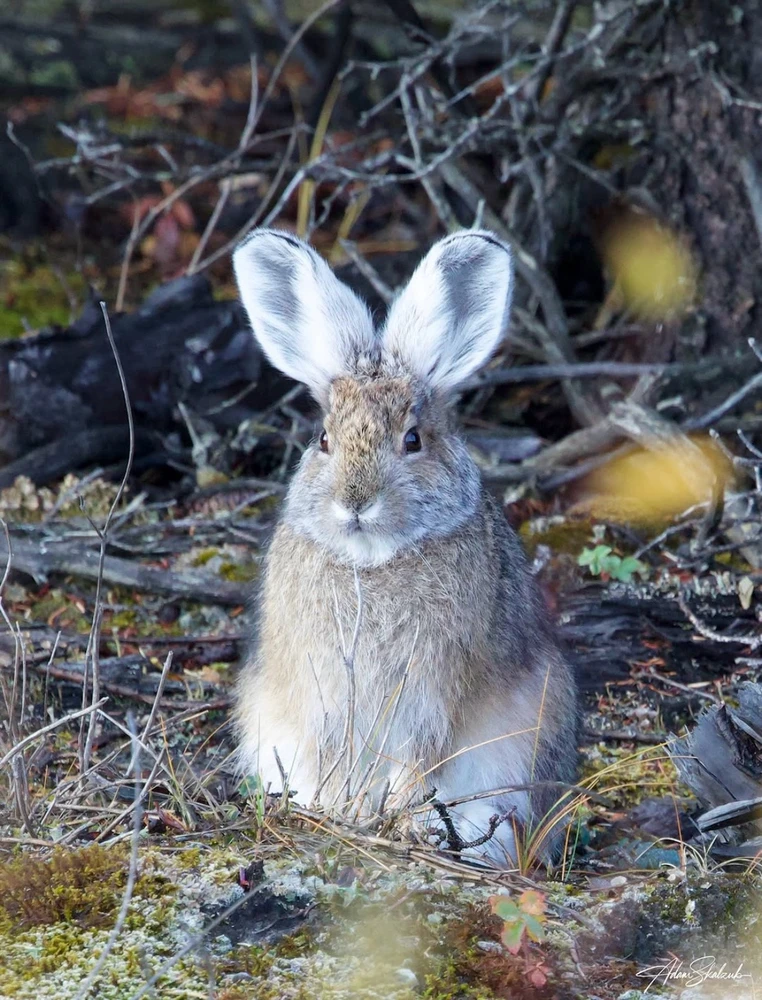 GIF hochgeladen von Tara