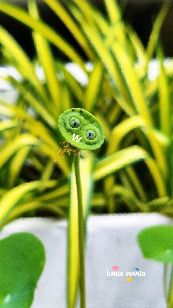 GIF загрузил Dinara