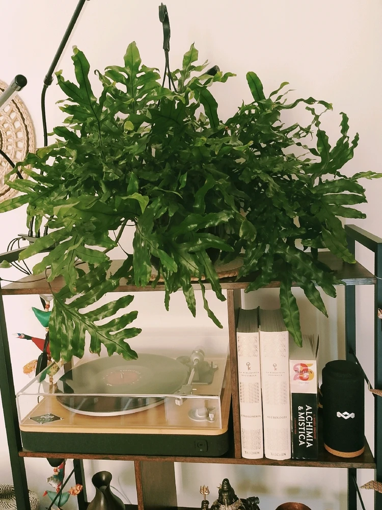 Immagine caricata da Dαηιℓσ