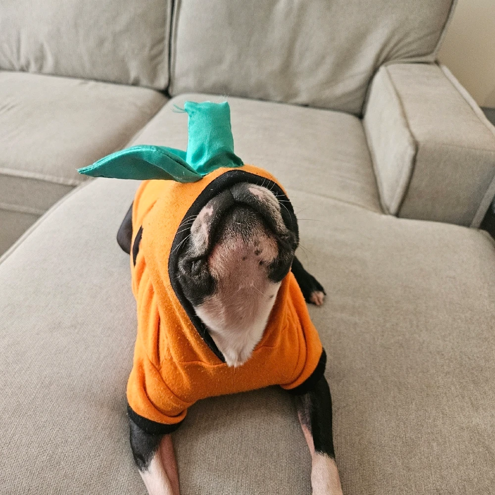 Pumpkin fashion
