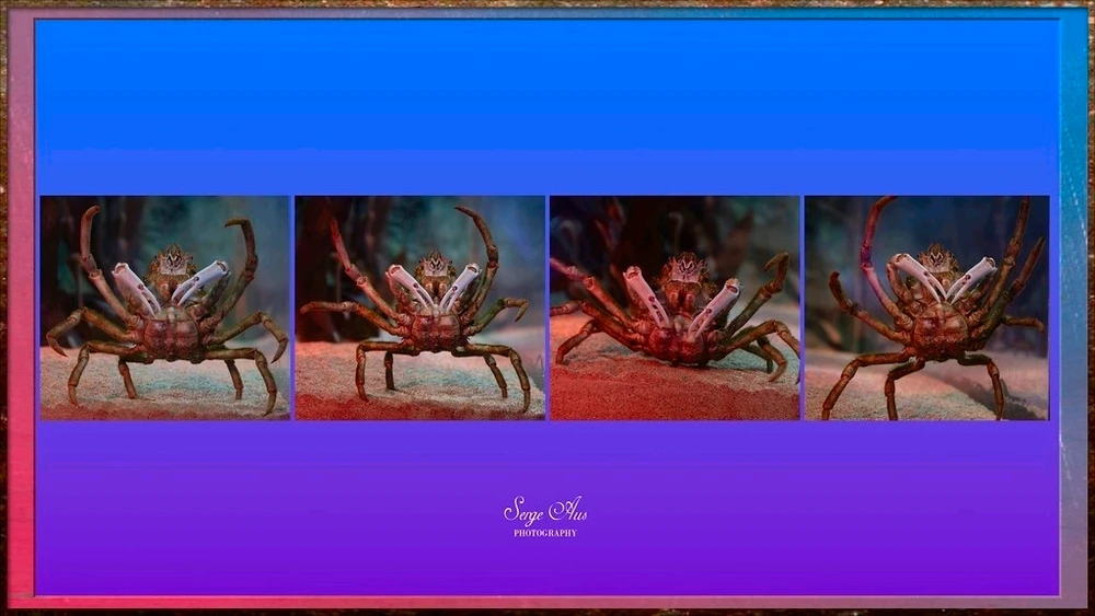 GIF na in-upload ni Serge Aus