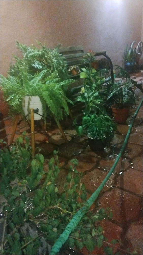 Noche de jardinería.