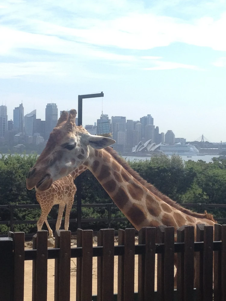 GIF hochgeladen von Andre