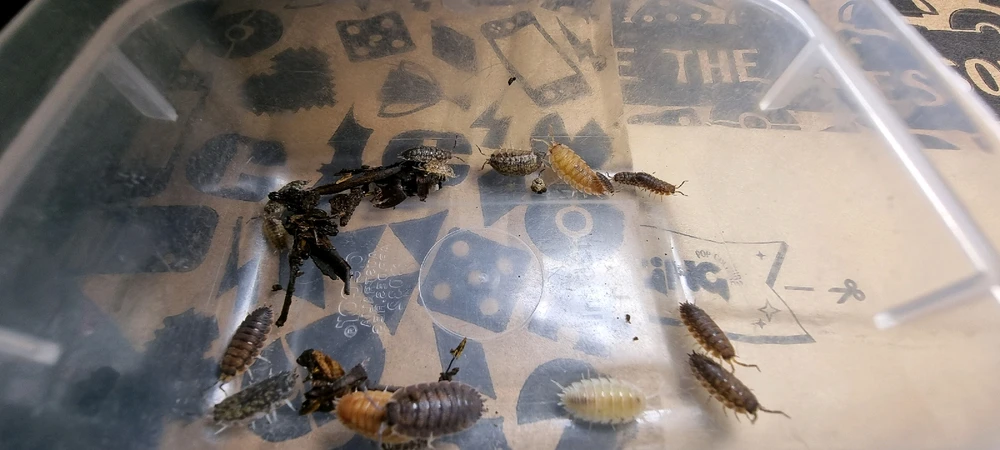 Image uploaded by J-Klamp😜🐒