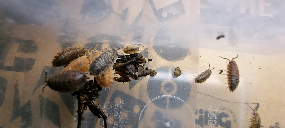 Image uploaded by J-Klamp😜🐒