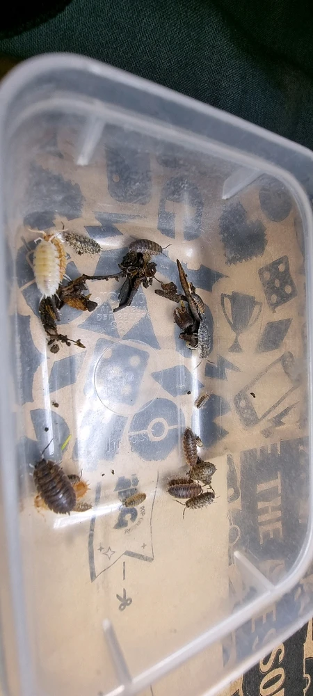 Image uploaded by J-Klamp😜🐒