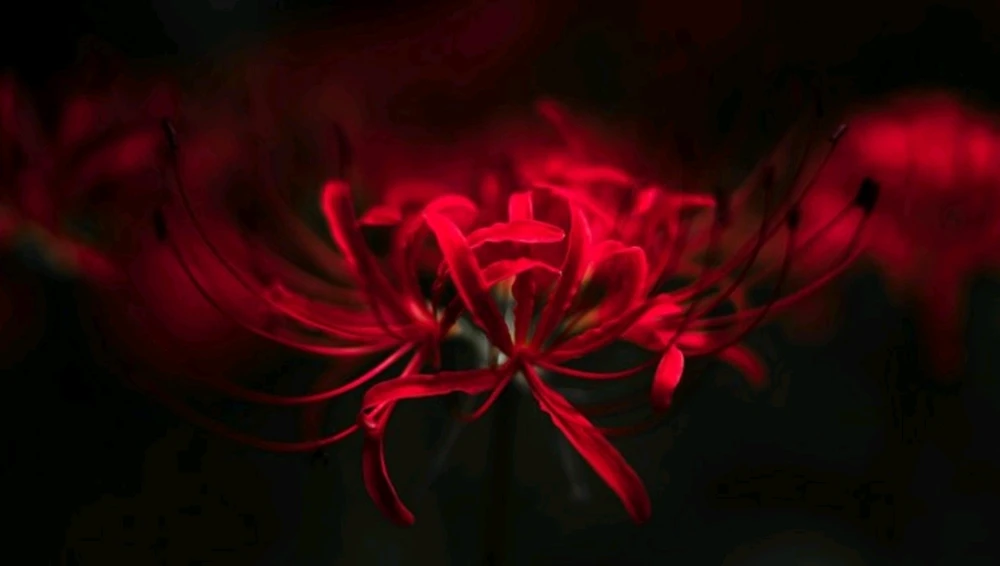 Venus~☆上傳的圖片